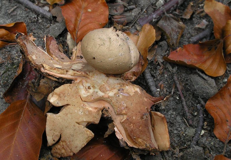 Geastrum rufescens